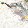 Силикон рыболовный Keitech Swing Impact 2" (12 шт/упак) ц:440 electric shad (1551.04.74)